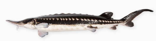Storione: acipenser stellatus